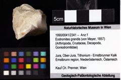 Foto (Objket + Etiketten) von Eodromites grandis (von Meyer, 1857) 